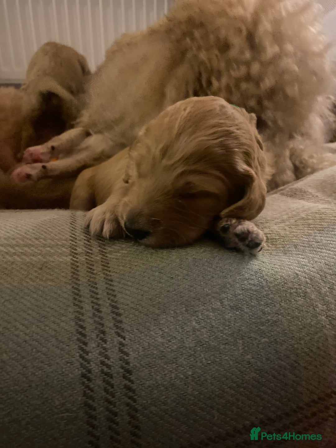 Cockapoo dogs for sale: Apricot F1B Cockapoo puppies - Advert 9