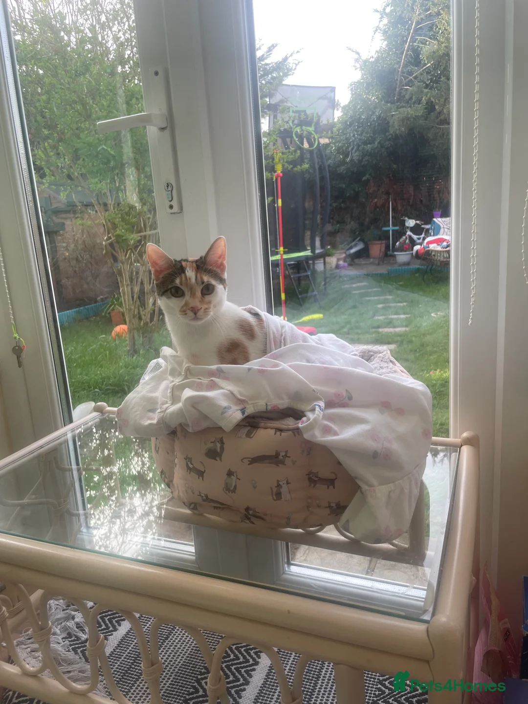 Mixed Breed cats for sale: Beautiful Female Cat Looking for a Loving Home 🏡 - Advert 4