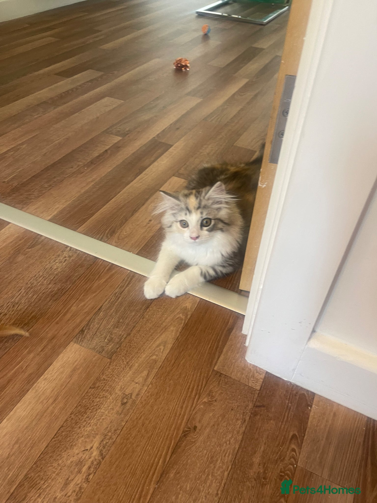 Mixed Breed cats Mainecoon x Persian x Ragdoll female kitten - Advert 2