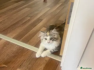 Mixed Breed cats Mainecoon x Persian x Ragdoll female kitten - Advert 2
