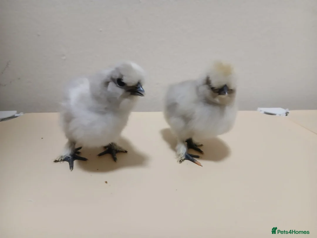 Chickens poultry for sale: Outstanding Bantam Silkie Chicks   - Advert 8