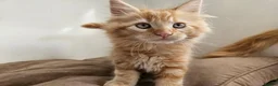 Maine Coon cats for sale: Maine Coon babies  - Advert 12