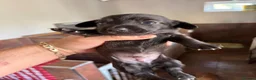 Mixed Breed dogs for sale: Tiny litter of mix dachshund  - Advert 6