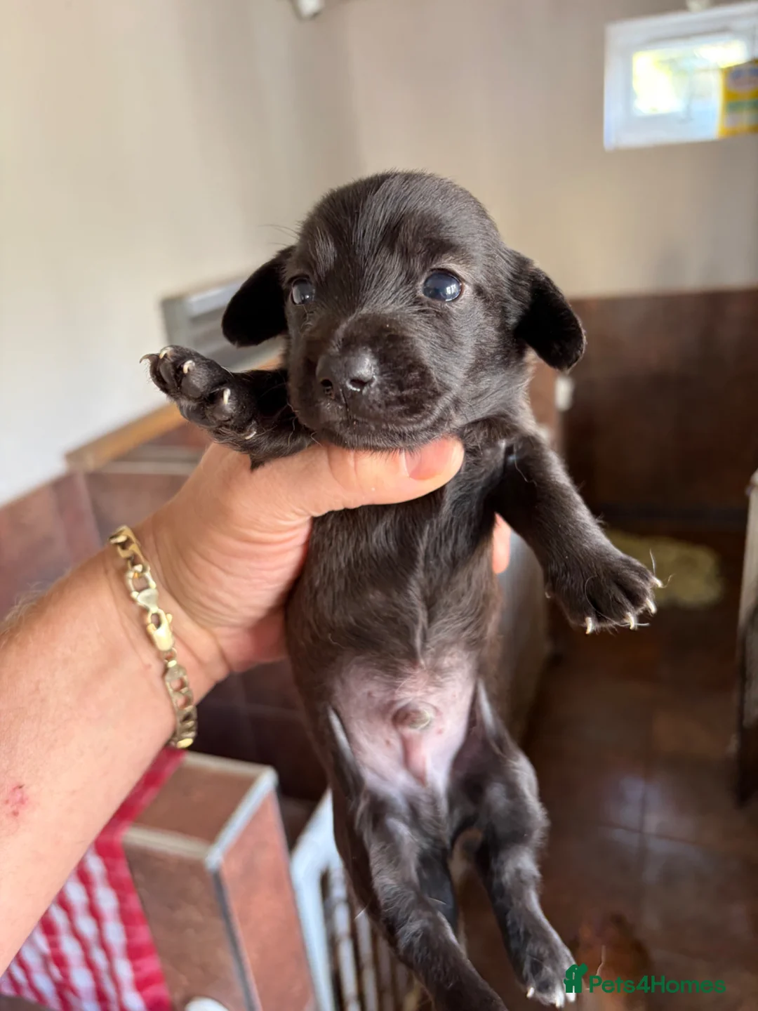 Mixed Breed dogs for sale: Tiny litter of mix dachshund  - Advert 6