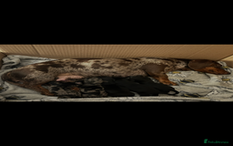 Miniature Dachshund dogs for sale: Miniature Daschund - Advert 1