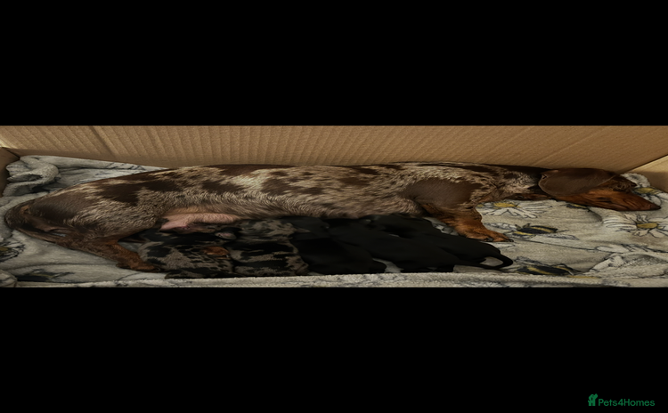 Miniature Dachshund dogs Miniature Daschund - Advert 1