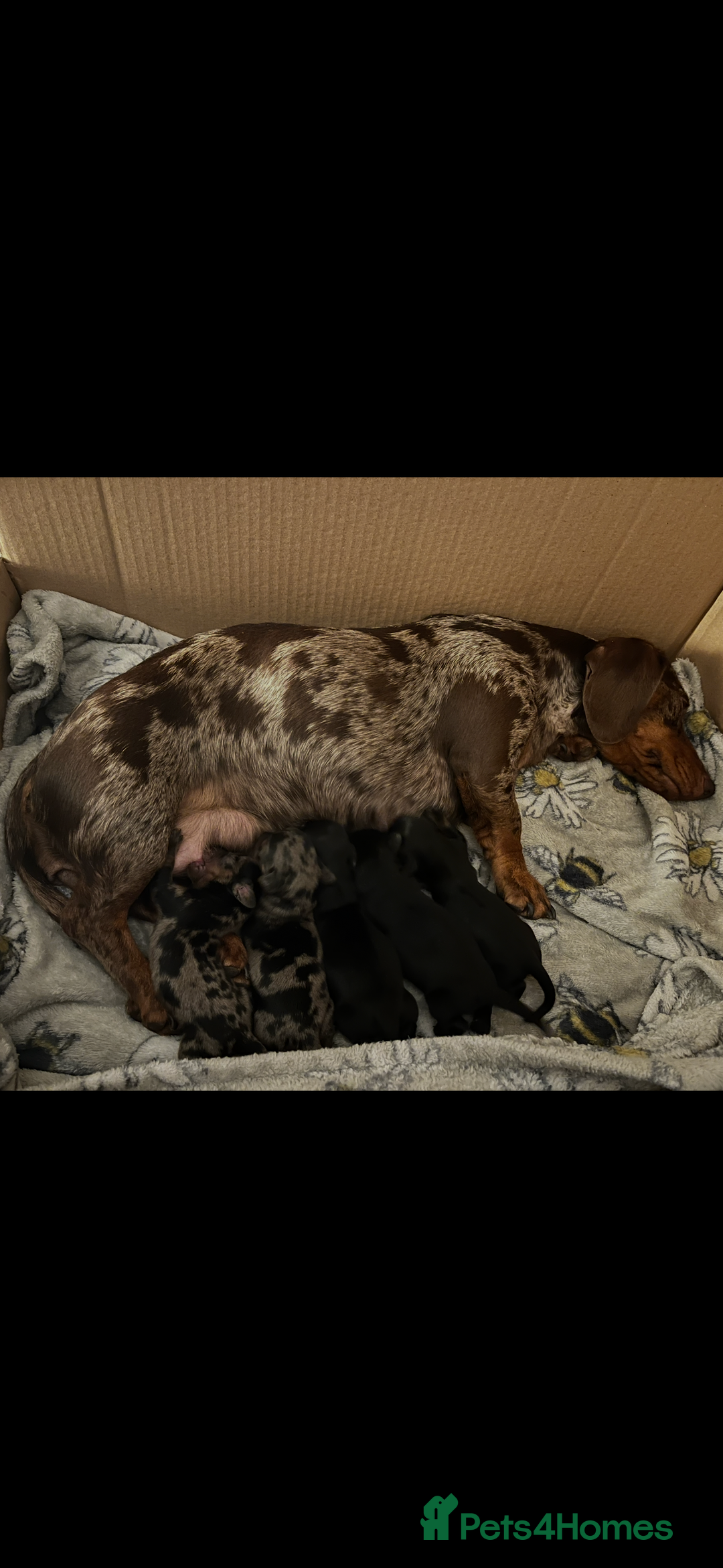 Miniature Dachshund dogs for sale: Miniature Daschund - Advert 1