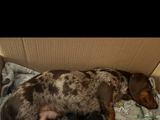 Miniature Dachshund dogs Miniature Daschund - Advert 5