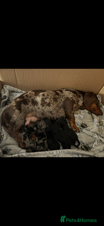 Miniature Dachshund dogs Miniature Daschund - Advert 1