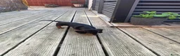 Dachshund dogs for sale: SOLD  - Advert 12