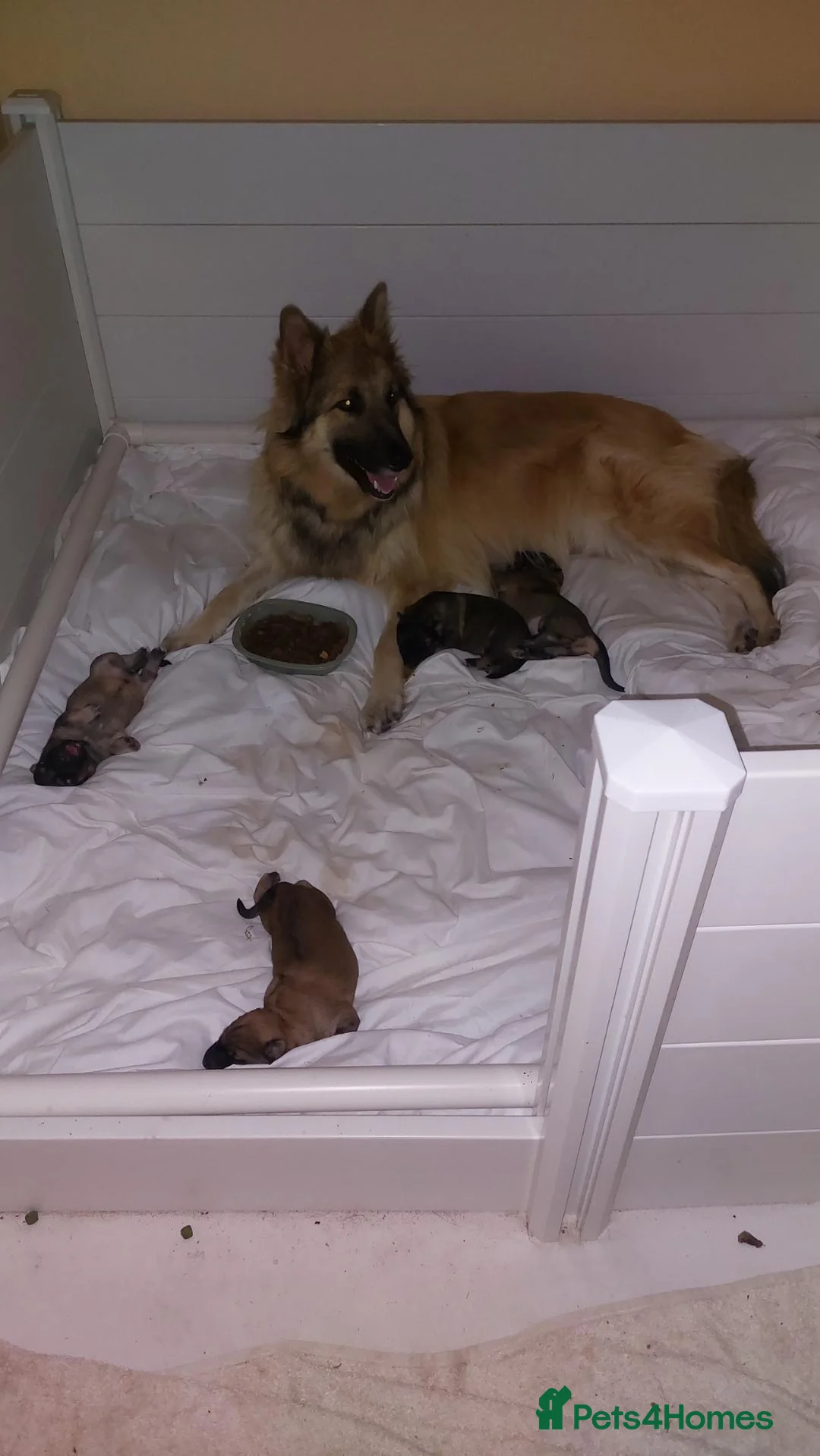 German Shepherd dogs for sale: Stunning babys - Advert 2