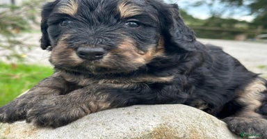 Bernedoodle dogs - Advert 11