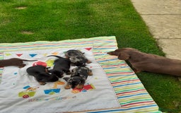 Miniature Dachshund dogs for sale: Miniature dachshounds  - Image 14