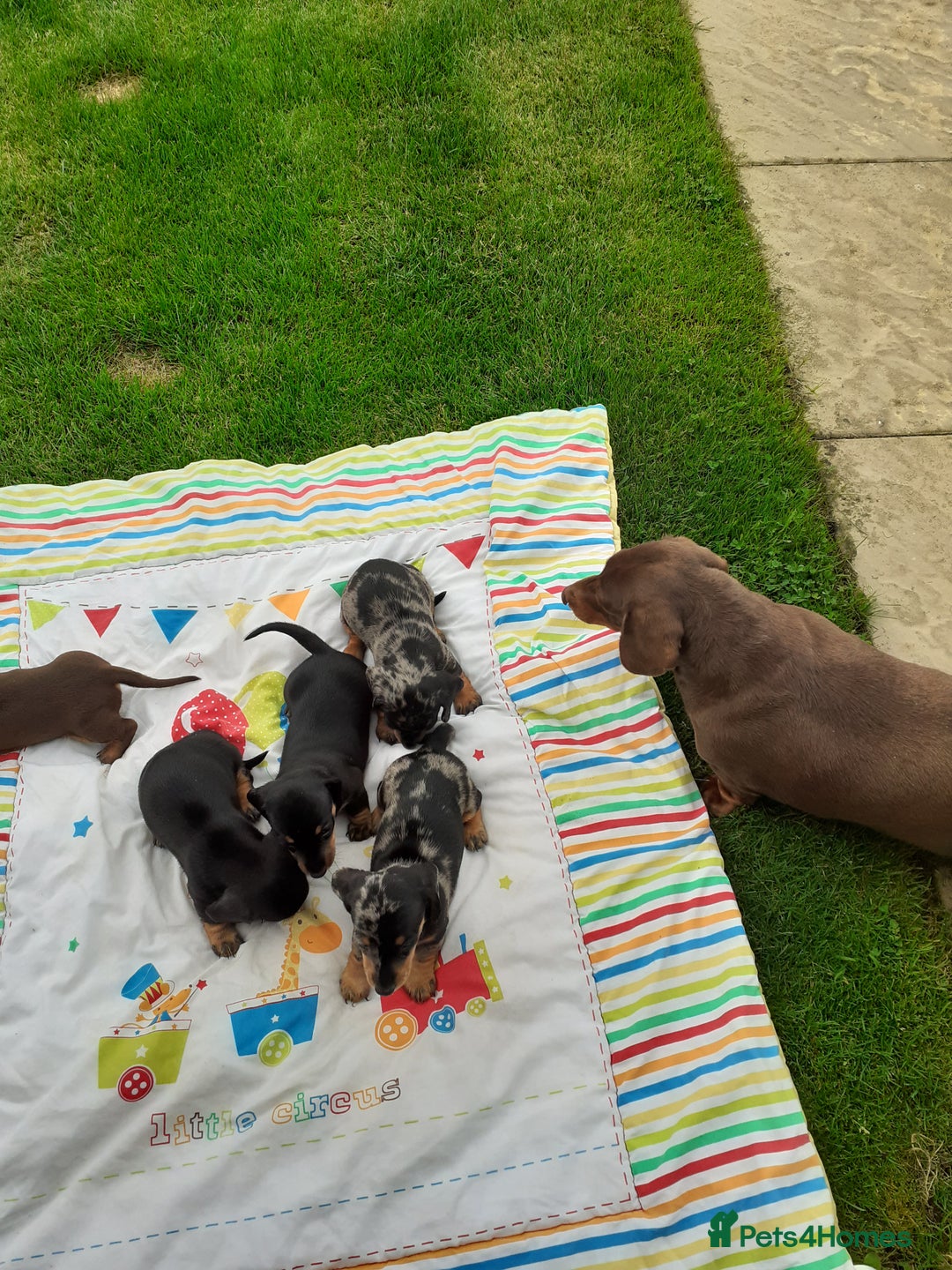 Miniature Dachshund dogs for sale: Miniature dachshounds  - Image 14