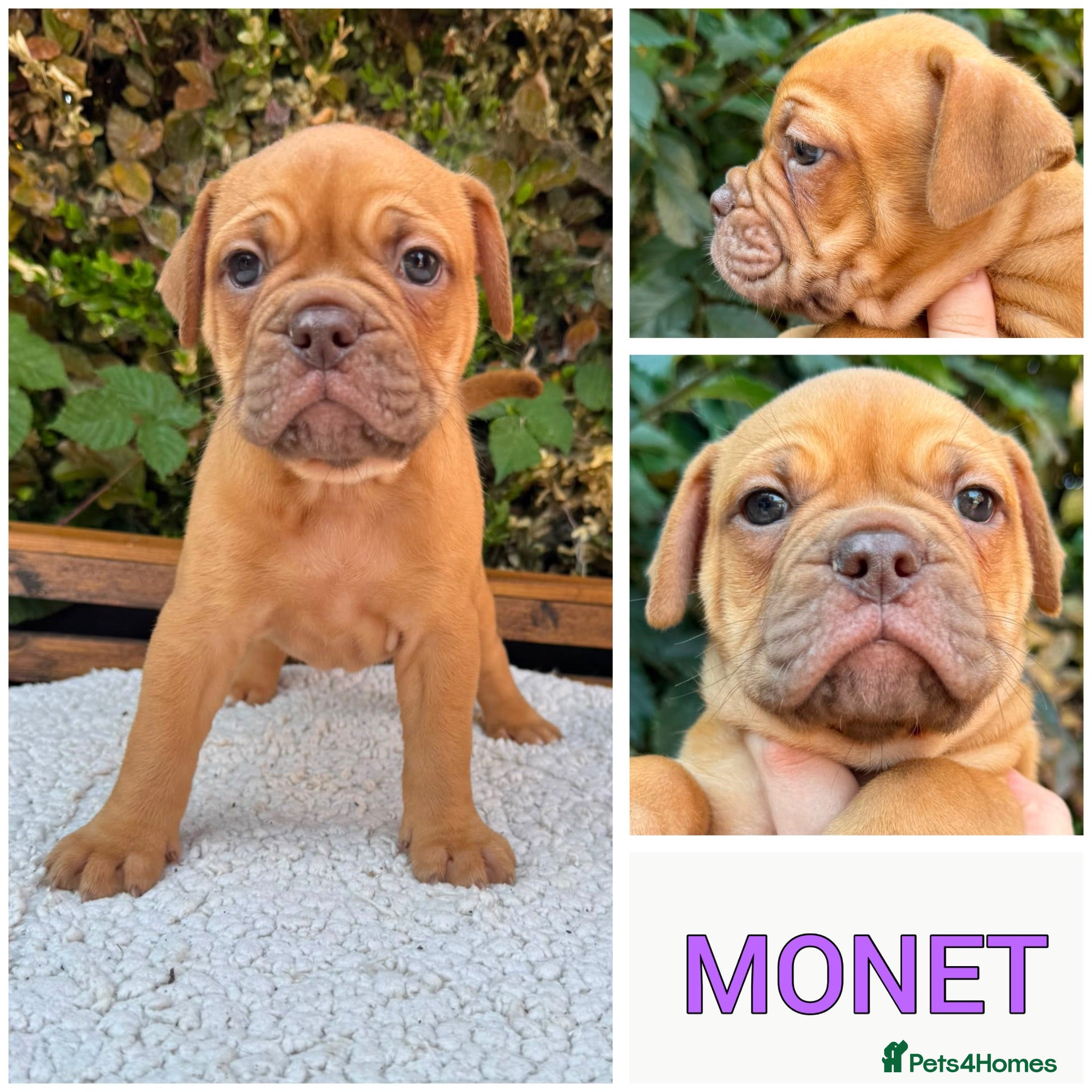 Olde English Bulldogge dogs Champion, Health Tested Parents, OEB puppies - Advert 2