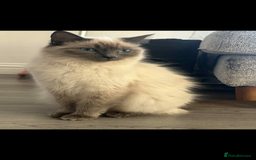 Ragdoll cats for sale: Female ragdoll - Image 2