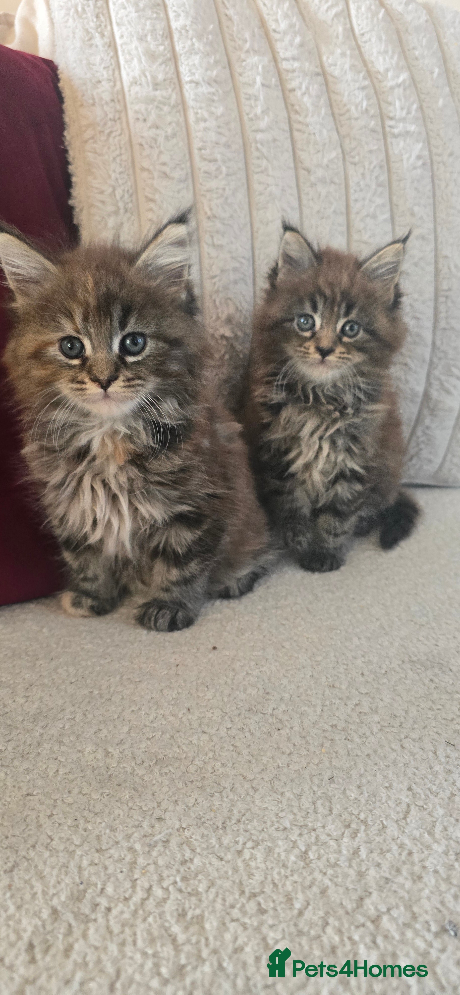Maine Coon cats Maincoon kittens x2 females  - Advert 7