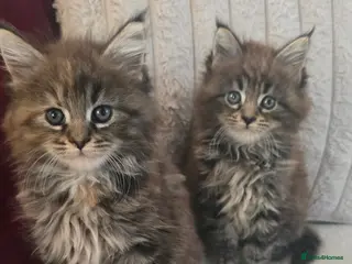 Maine Coon cats Maincoon kittens x2 females - Advert 7