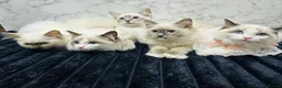 Ragdoll cats for sale:  🌸 GCCF/TICA Registered Pedigree Ragdoll Kittens  - Advert 1