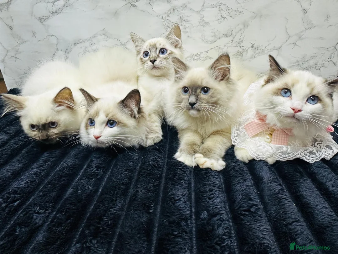 Ragdoll cats for sale:  🌸 GCCF/TICA Registered Pedigree Ragdoll Kittens  - Advert 1