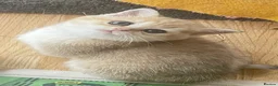British Shorthair cats for sale: Gorgeous Pure breed golden British shorthair  - Advert 6