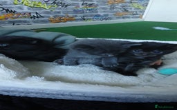 British Shorthair cats for sale: 3 beautiful kittens - Image 7