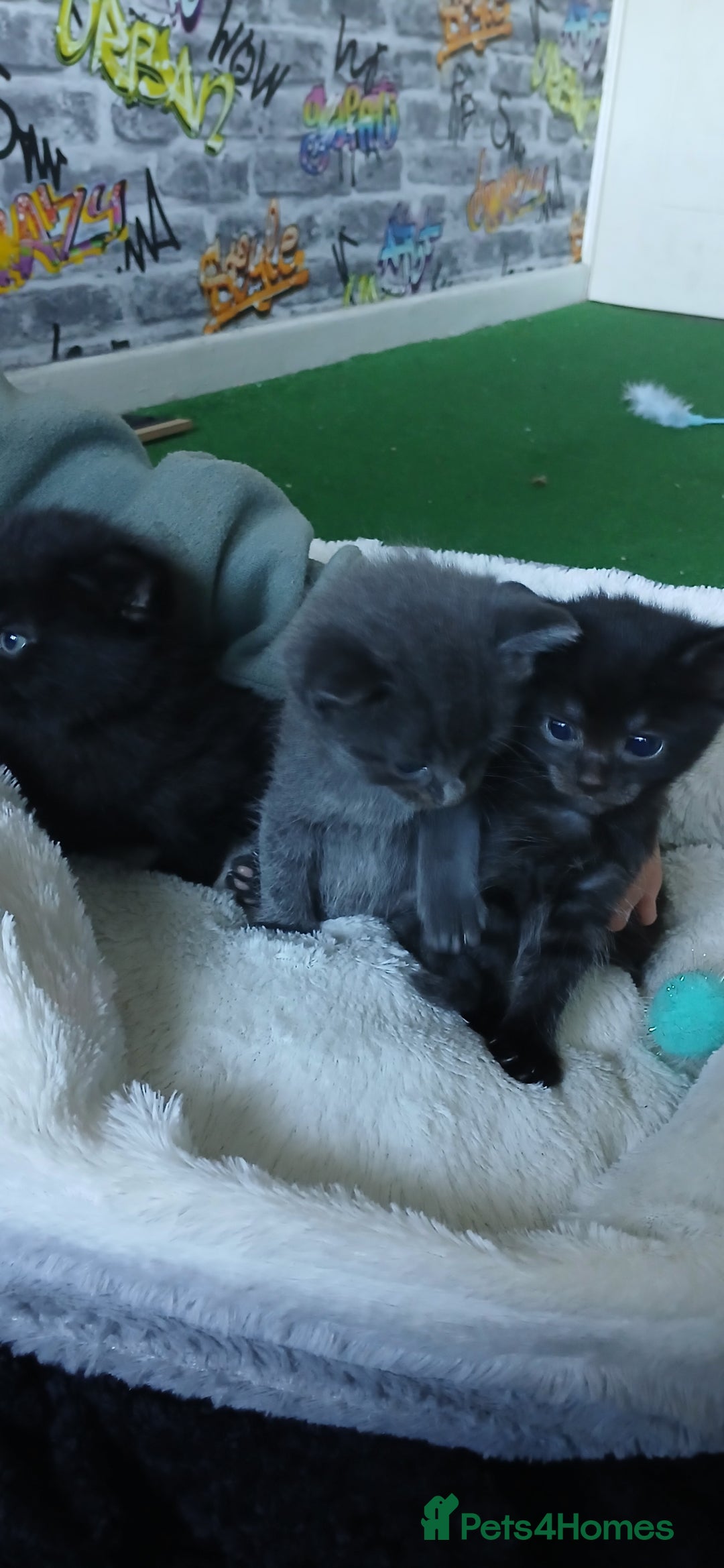 British Shorthair cats for sale: 3 beautiful kittens - Image 7