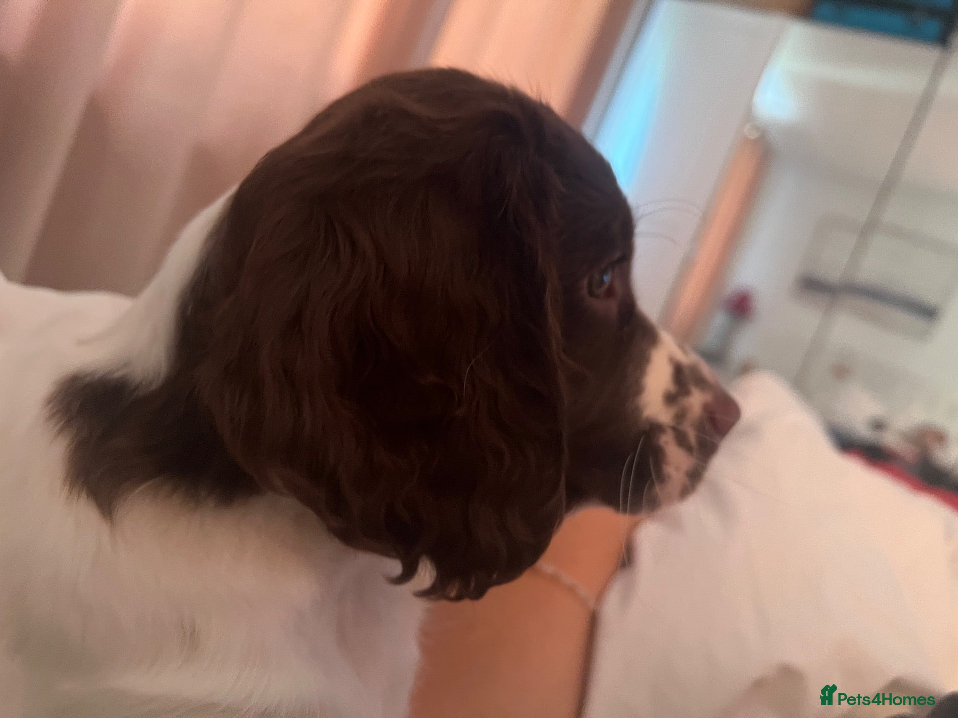 English Springer Spaniel dogs Last Bitch KC reg Springer spaniel Pup Ready Now - Advert 1