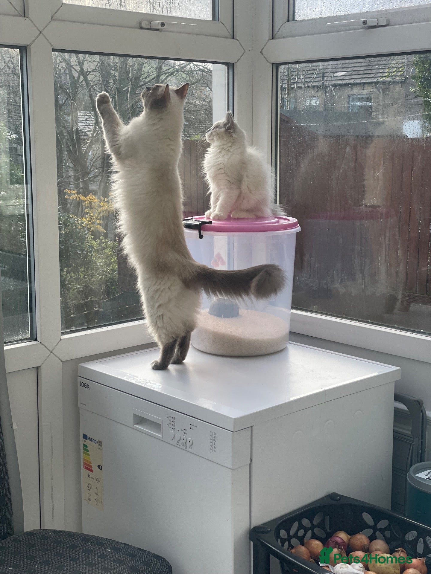 Ragdoll cats 🌟🐱 1 Beautiful Boy left BluePoint Ragdoll 🌟 - Advert 1