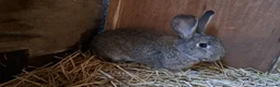 Continental Giant rabbits for sale: Male continental cross. - Advert 3