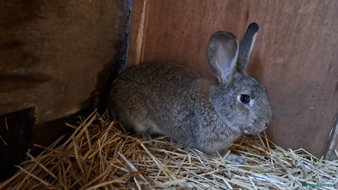 Continental Giant rabbits for sale: Male continental cross. - Advert 3