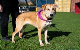 Mixed Breed dogs for adoption: Cristina - Norwich Norfolk  - Image 8
