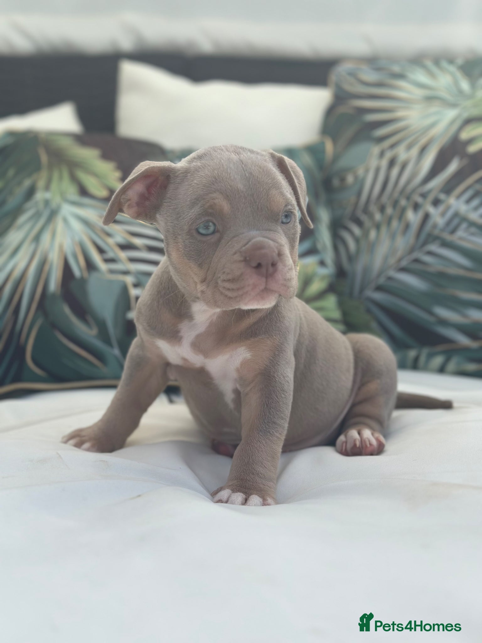 American Bully dogs Ready Now 2 Females ABKC registered Pocket Bullys  - Advert 1