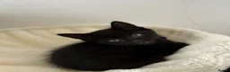 Mixed Breed cats for sale: Pudding, black male kitten with stripes.  - Advert 7