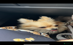 Chihuahua dogs for sale: Chihuahua boy 1 year  - Image 3