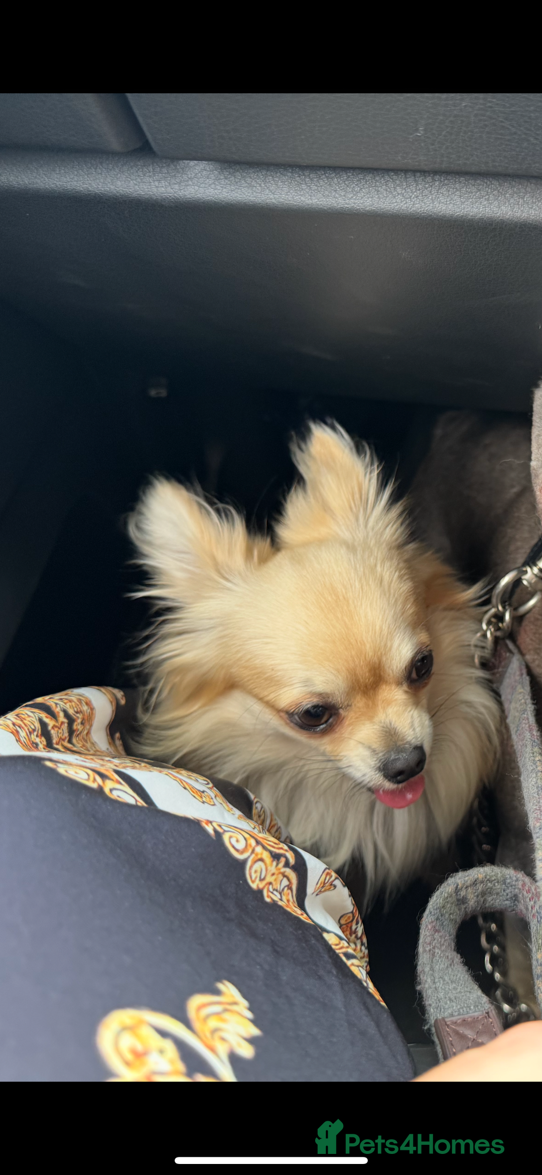 Chihuahua dogs for sale: Chihuahua boy 1 year  - Image 3