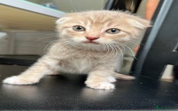 Mixed Breed cats for sale: Mother Scottish fold father unknown  - Image 2