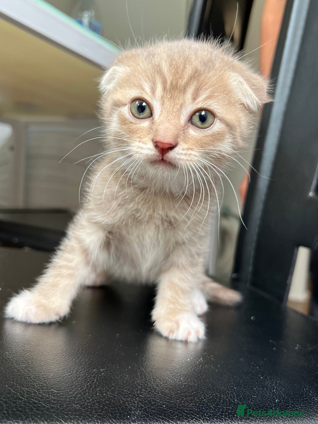 Mixed Breed cats for sale: Mother Scottish fold father unknown  - Image 2