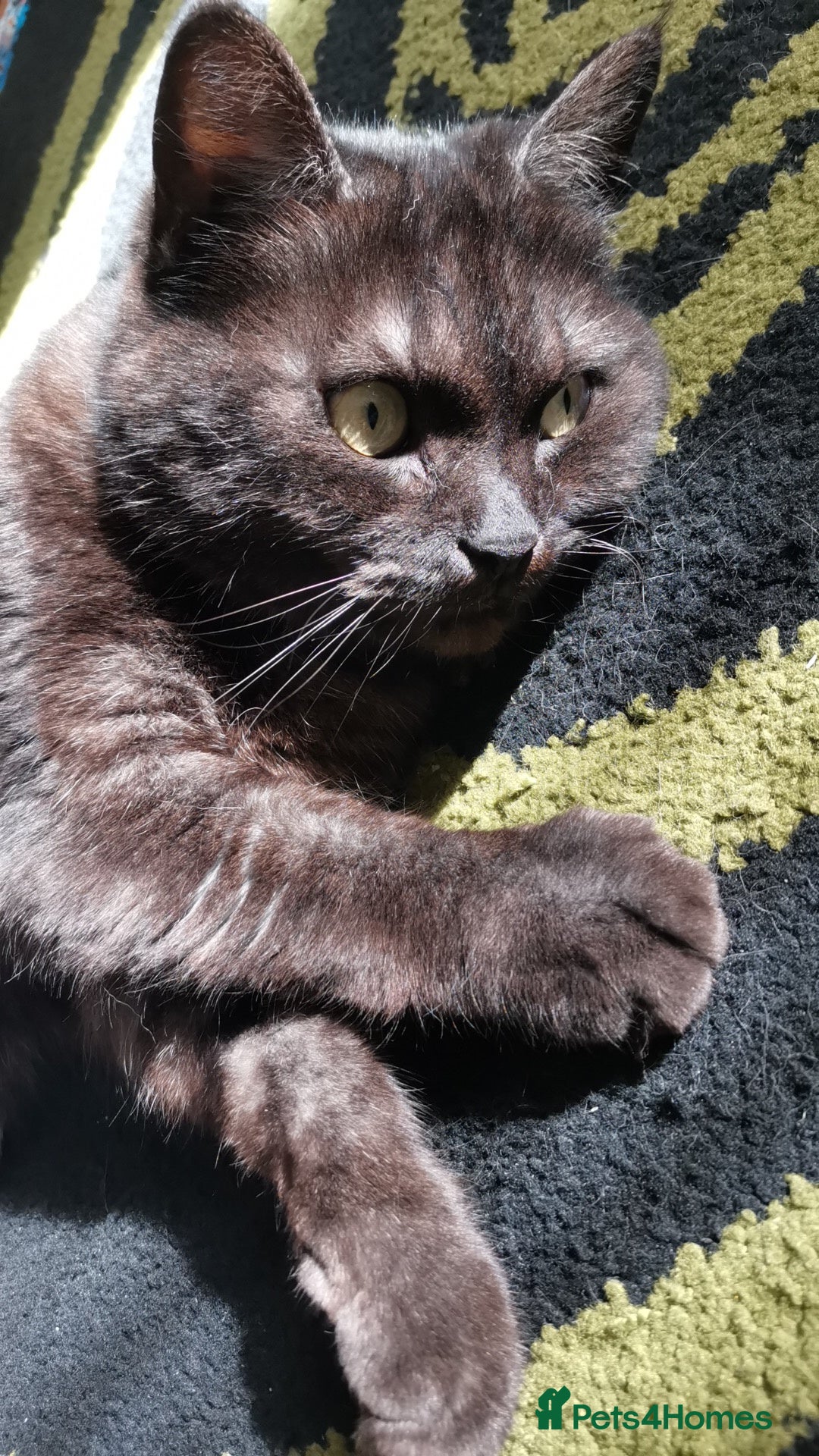 Domestic Shorthair cats Cat for Sale.  - Advert 1