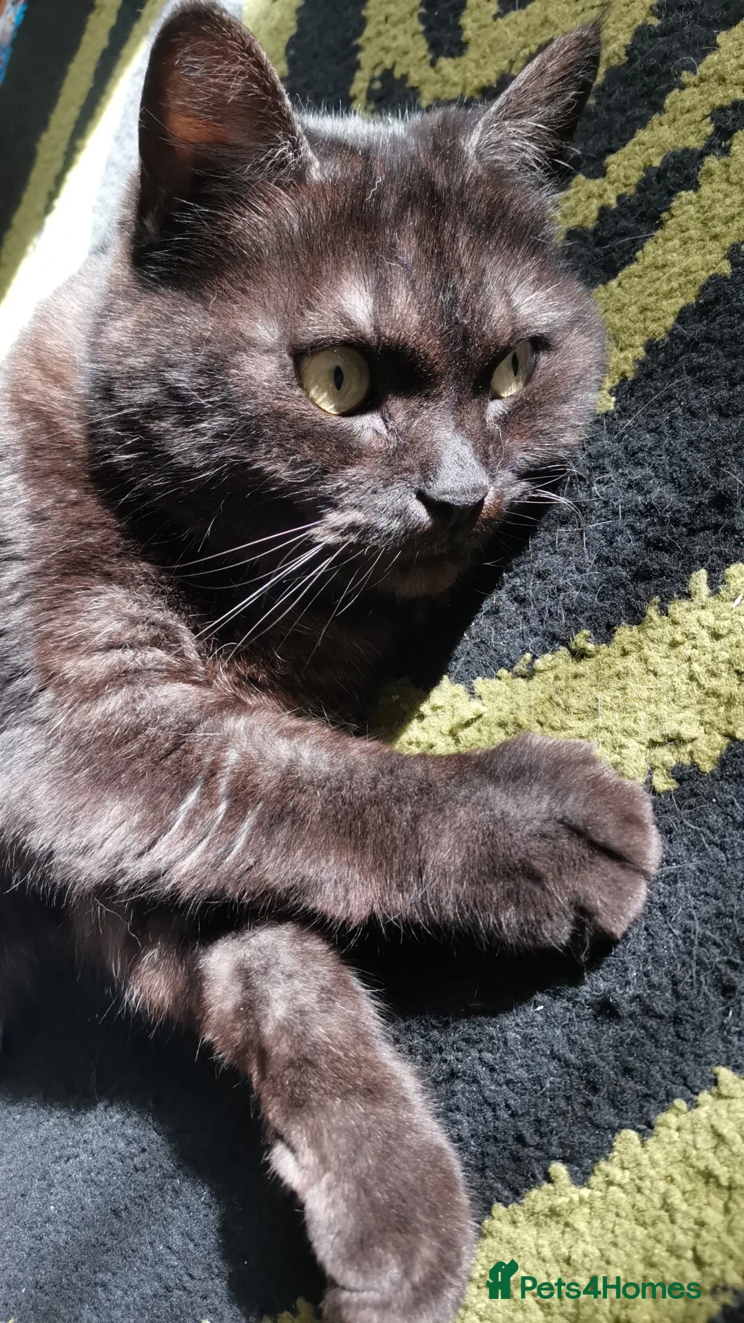 Domestic Shorthair cats for sale: Cat for Sale.  - Advert 1