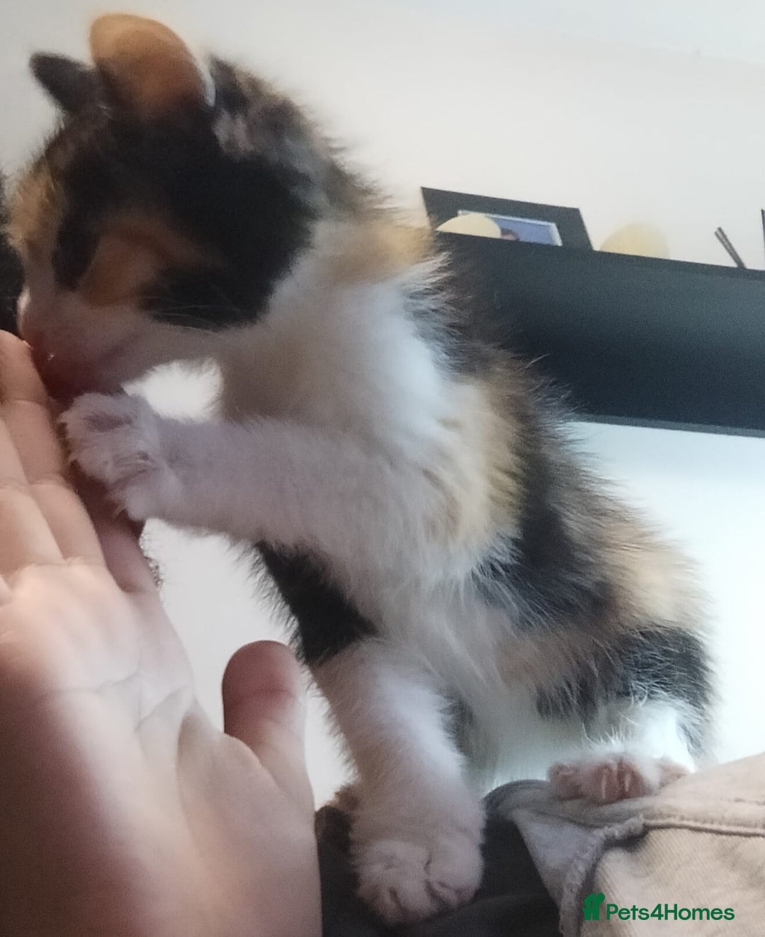 Mixed Breed cats for sale: Male black and white and calico female kittens - Image 4