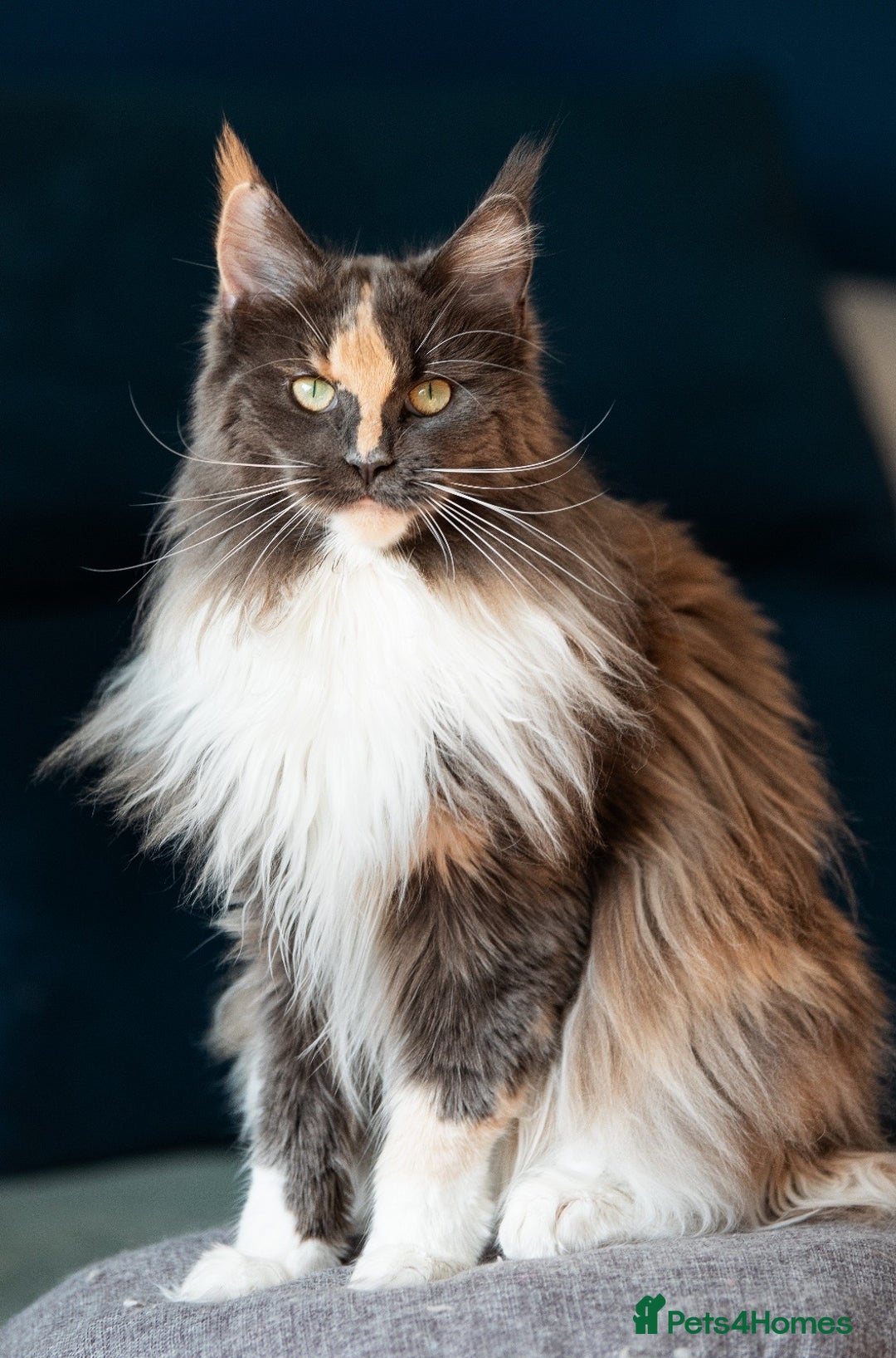 Gallery Image {{count}}