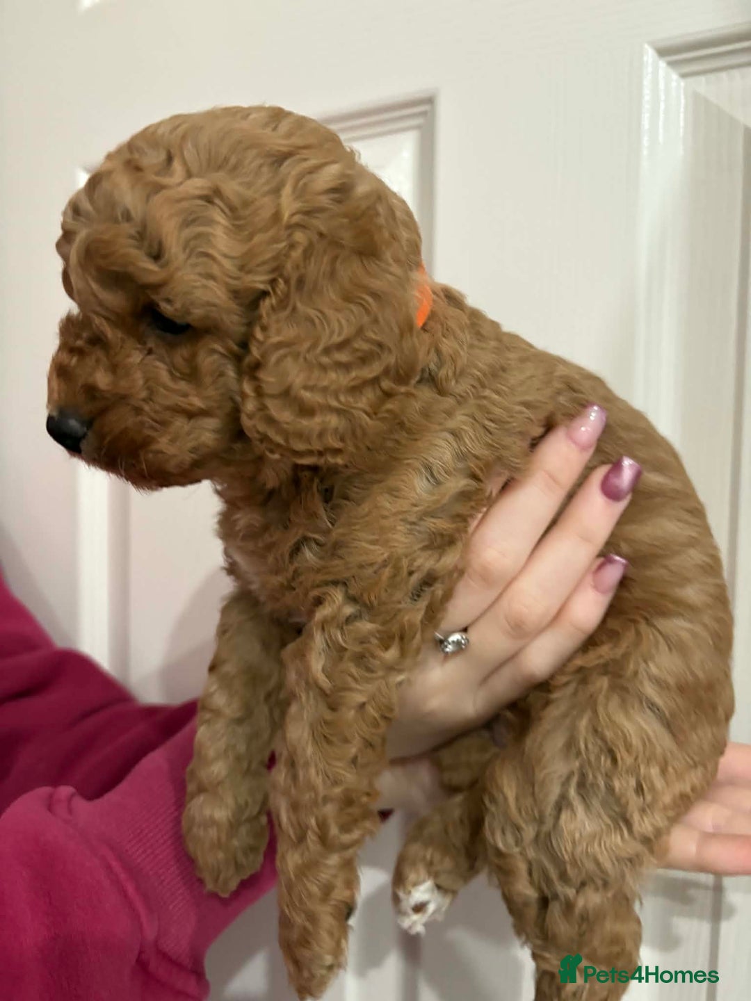 Cavapoo dogs for sale: Beautiful F1B Teddy Cavapoo Puppies - Advert 5