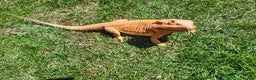 Bearded Dragon reptiles for sale: 2 gorgeous beardies looking for new forever home.  - Advert 2