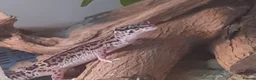 Leopard Gecko reptiles for sale: Leopard gecko + full set up - Advert 1