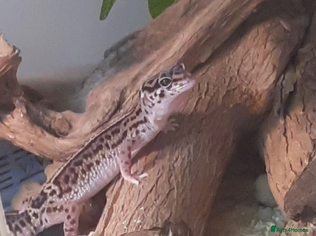 Leopard Gecko reptiles for sale: Leopard gecko + full set up - Advert 1
