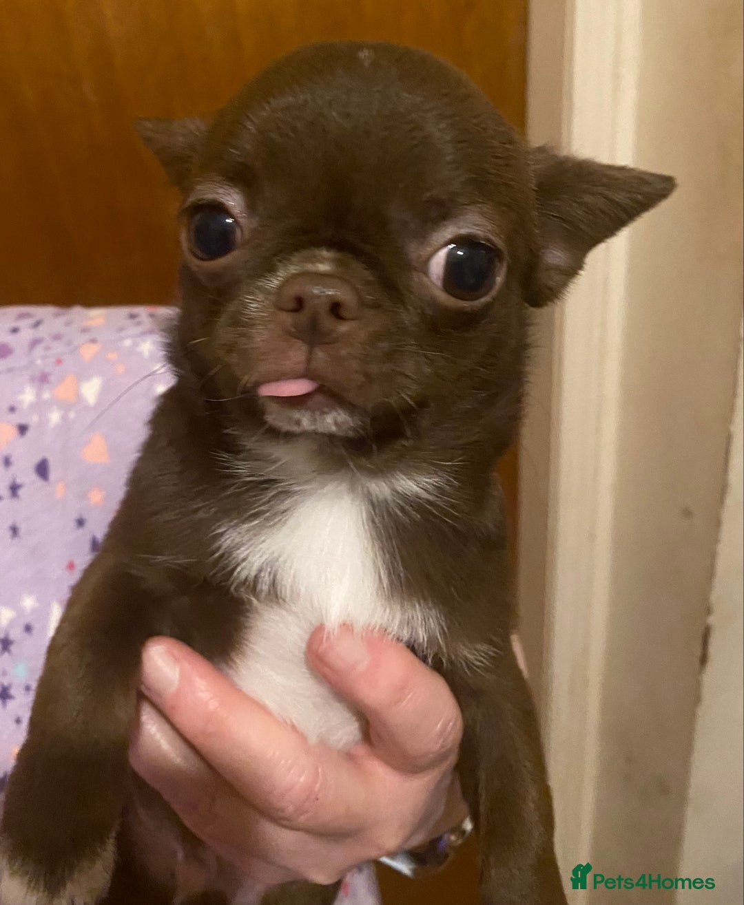 Chihuahua dogs for sale: Beautiful Smooth Coat Chihuahua Boys – Ready Now - Advert 4