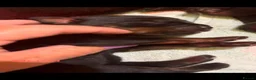 Rottweiler dogs for sale: Rottweilers kc reg fully hereditary tested - Advert 11