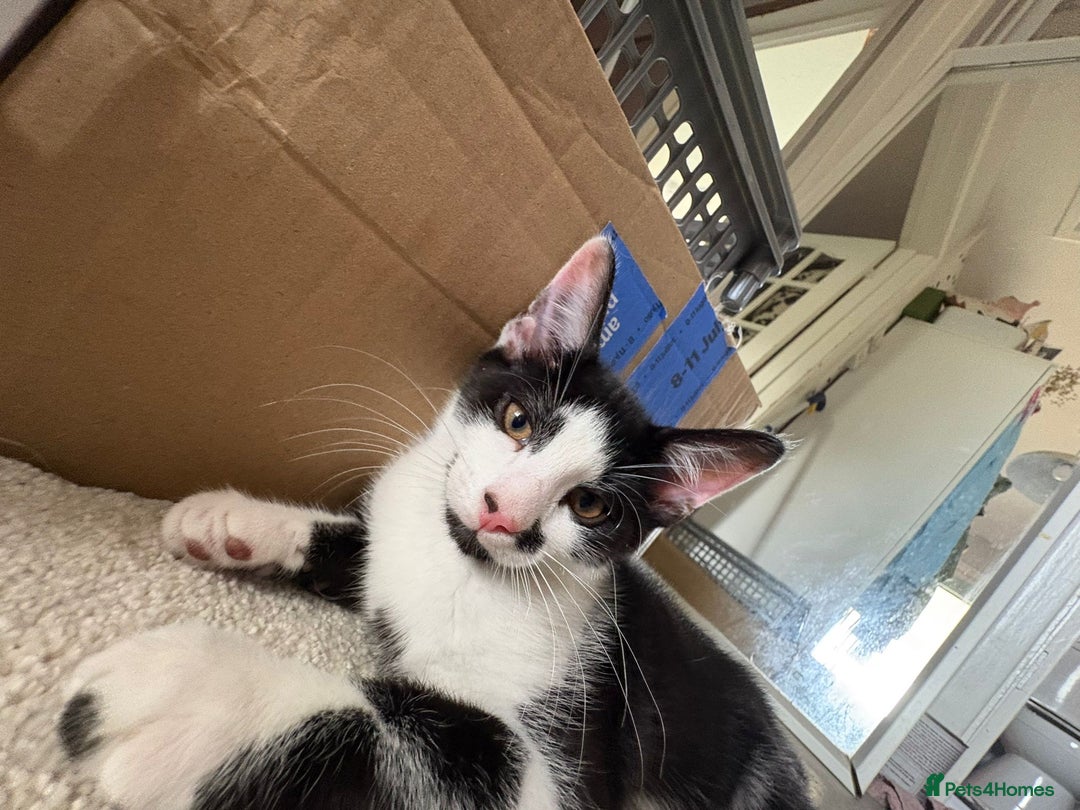 Domestic Shorthair cats for sale: Beautiful Black & White boy kitten total lap cat!! - Image 2