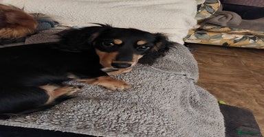 Miniature Dachshund dogs BLACK & CREAM KC REG MINI L HAIRED PRA CLEAR PUPS - Advert 7